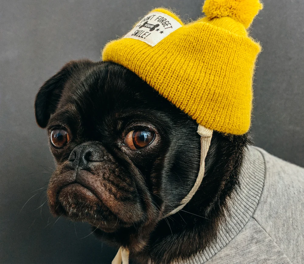 pet accessories