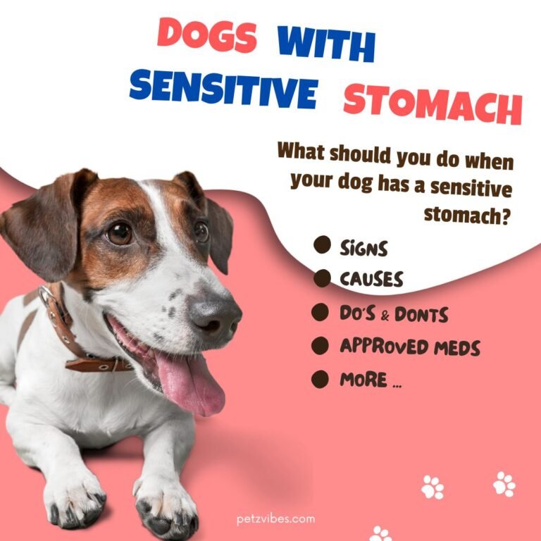 Food for dogs with sensitive stomachs