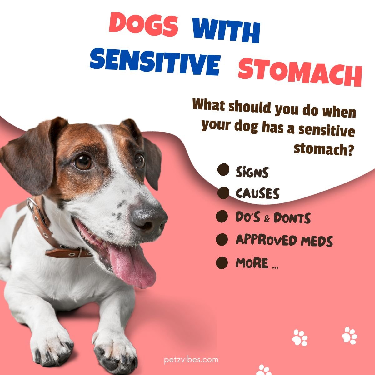 Food for dogs with sensitive stomachs