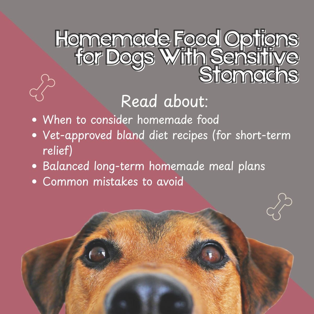 dog food
