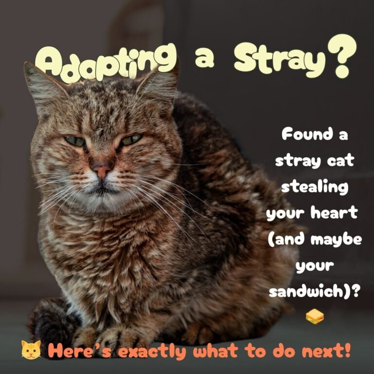 adopt a stray cat