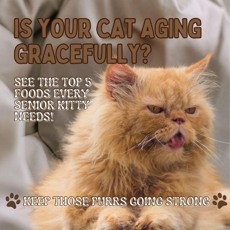 Best Foods for Senior Cats