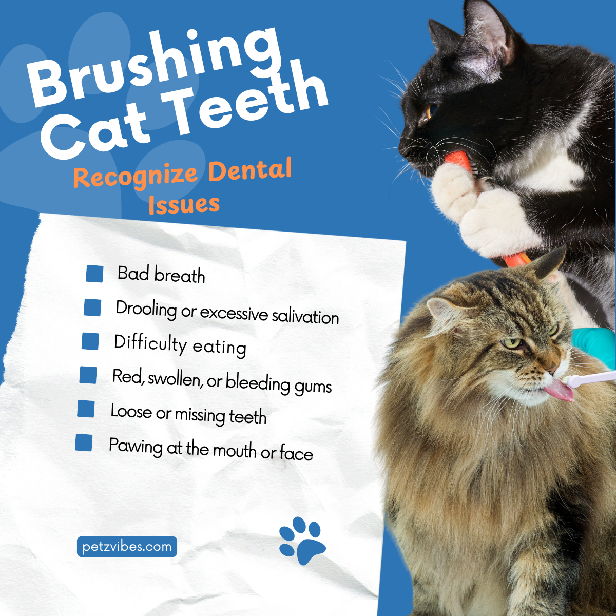 brushing cat teeth