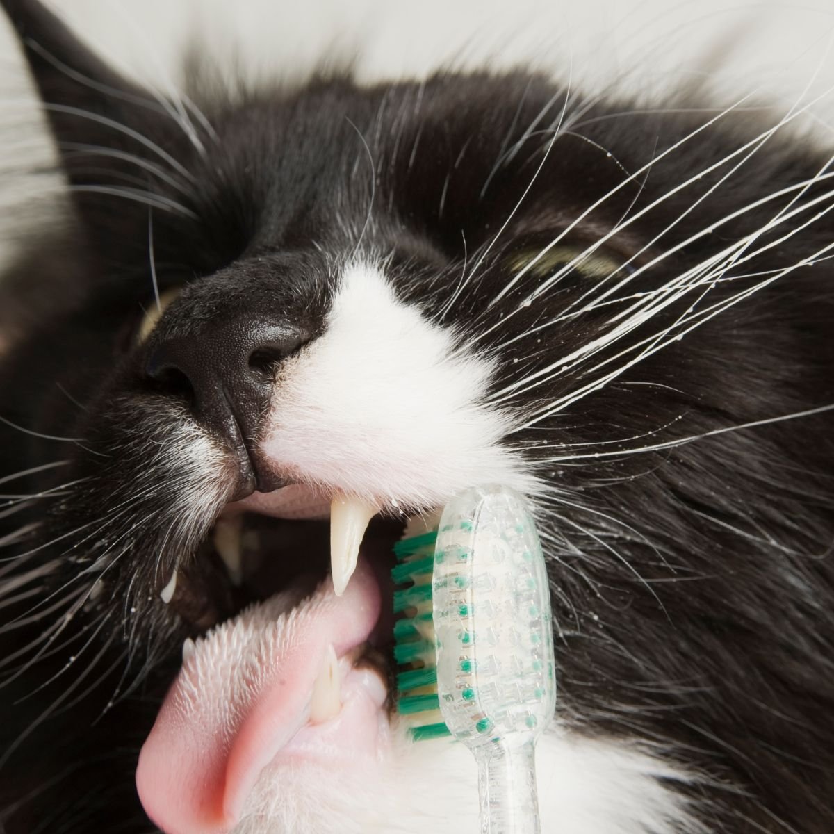 Cat dental care