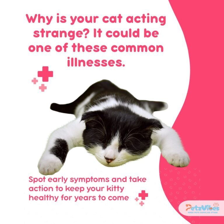 Common Cat Diseases