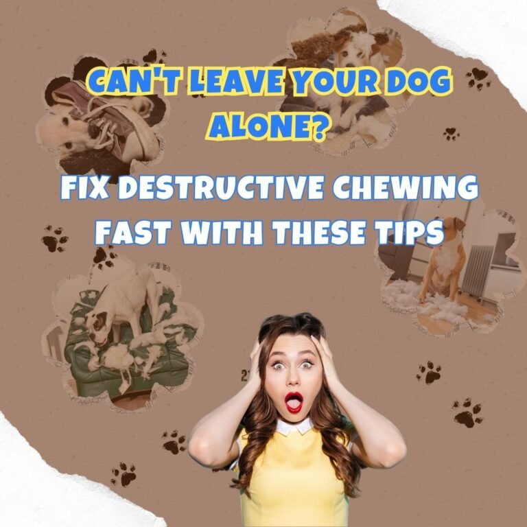 destructive chew dogs