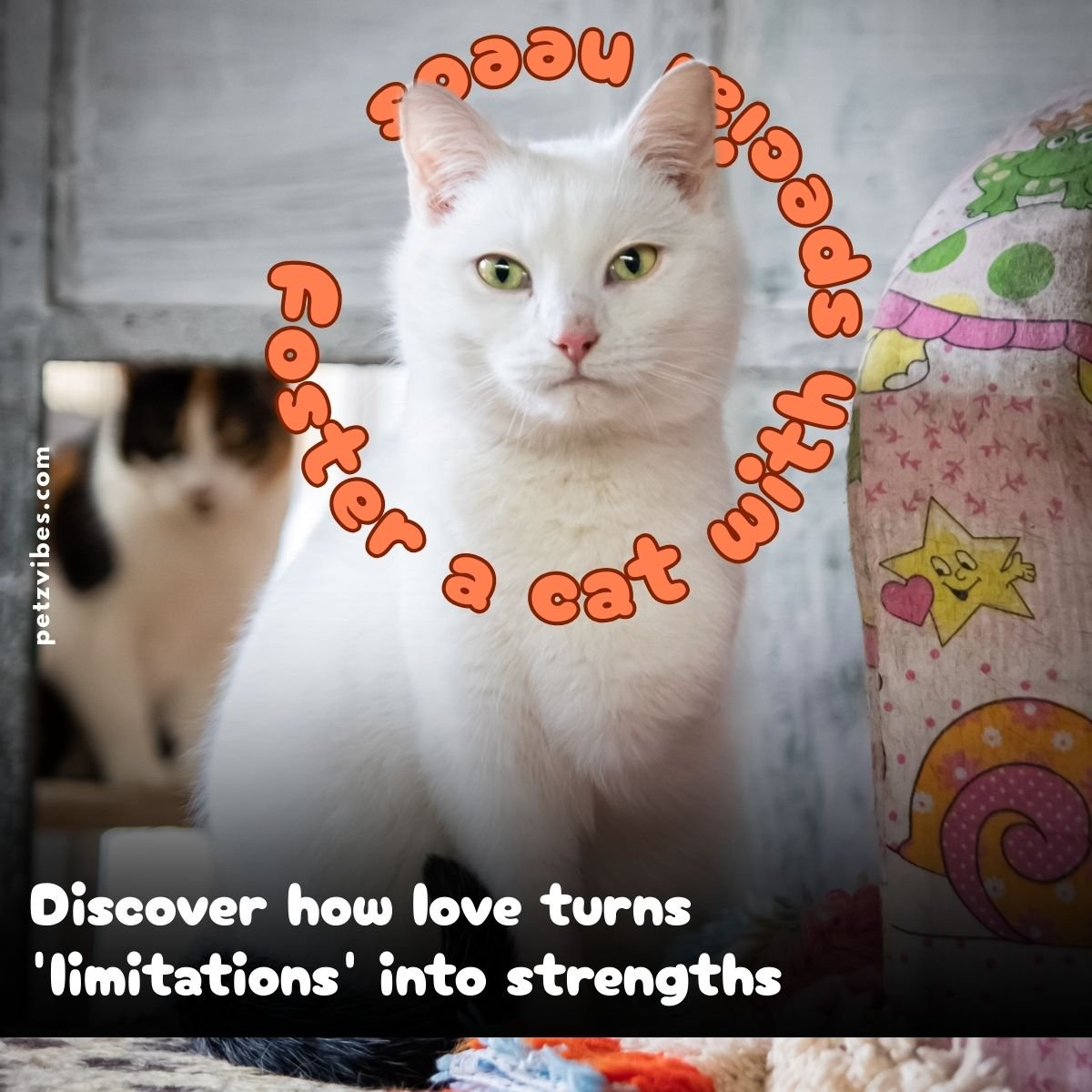 cat with special needs