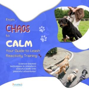 Leash Reactivity Training
