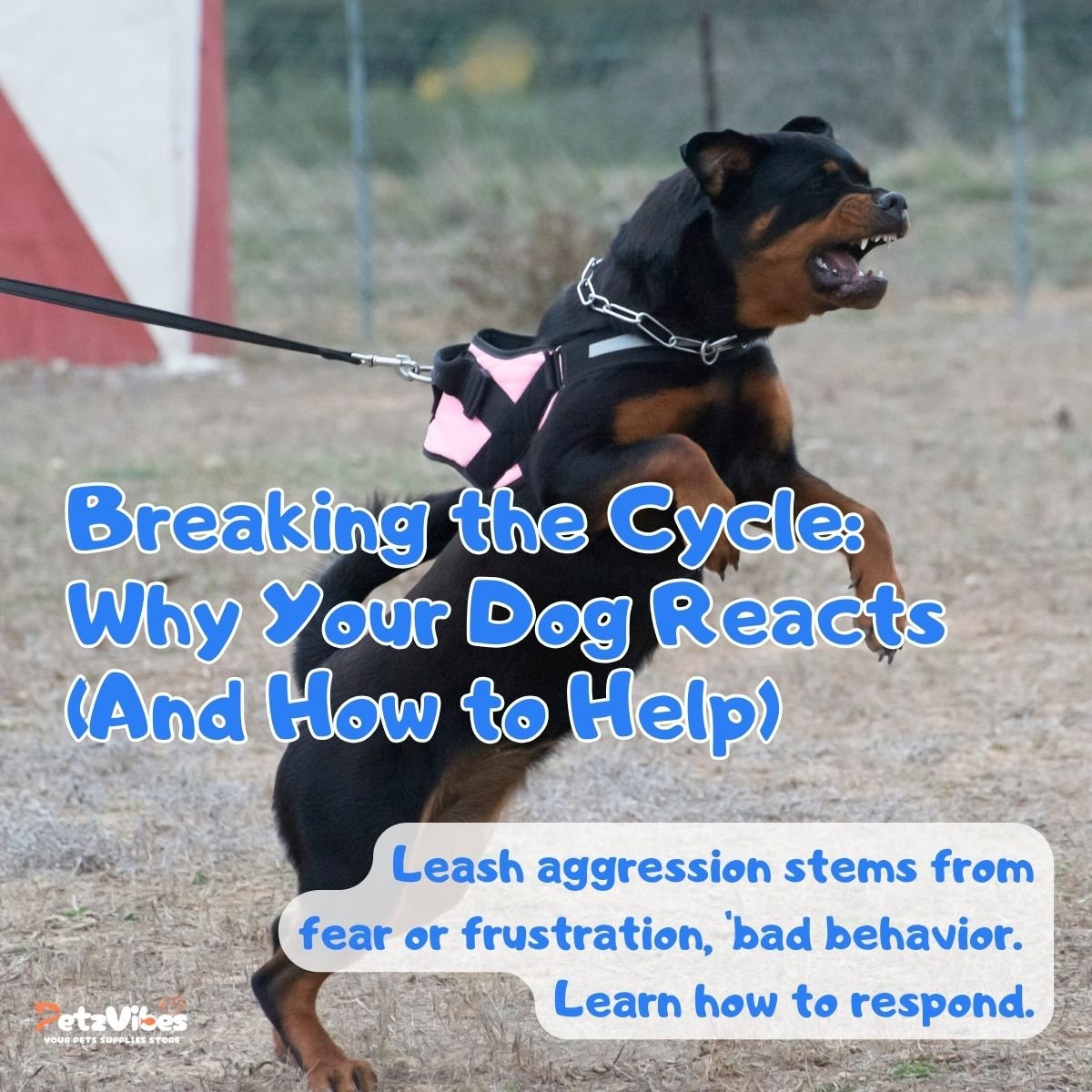 leash training