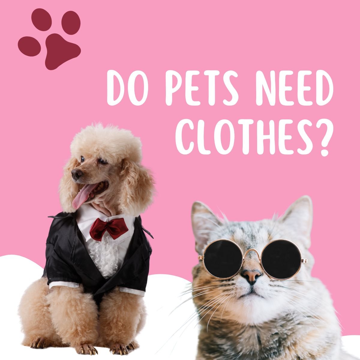 pet fashion