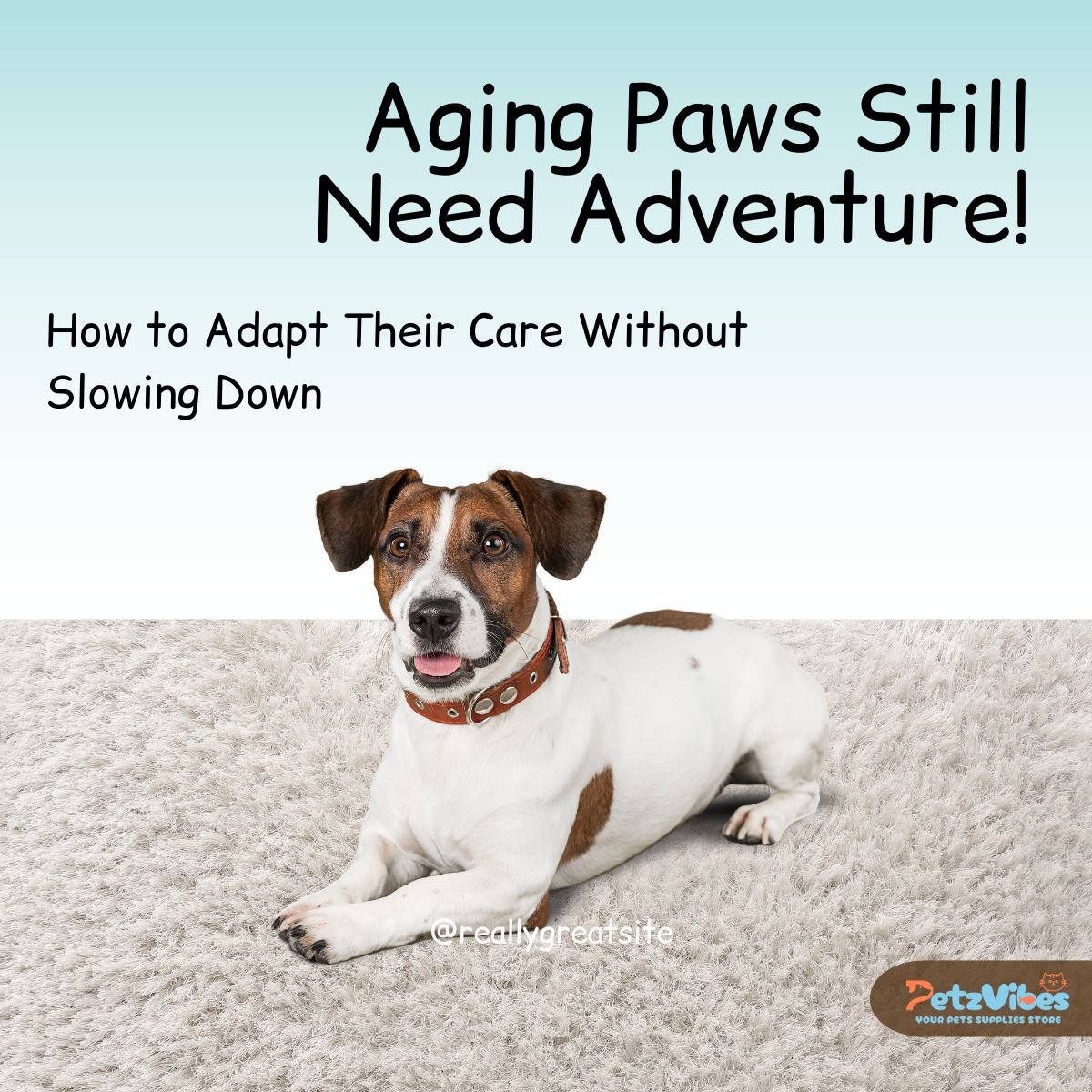 Senior dog health
