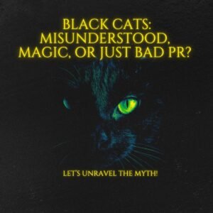Black Cats Take Longer To Adopt
