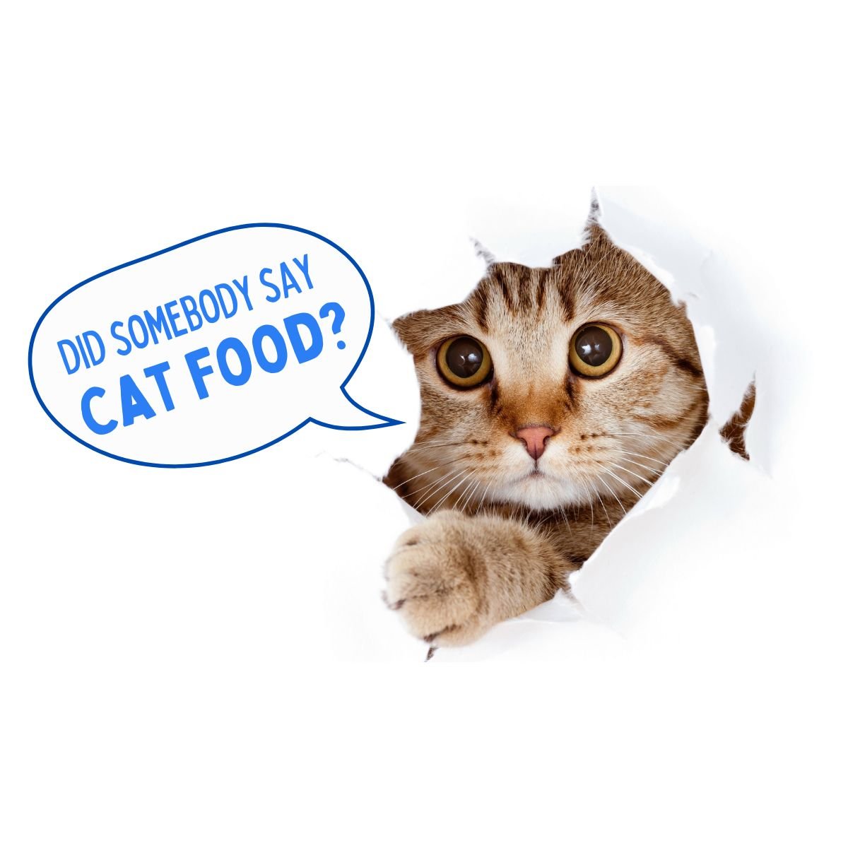 best food for cats