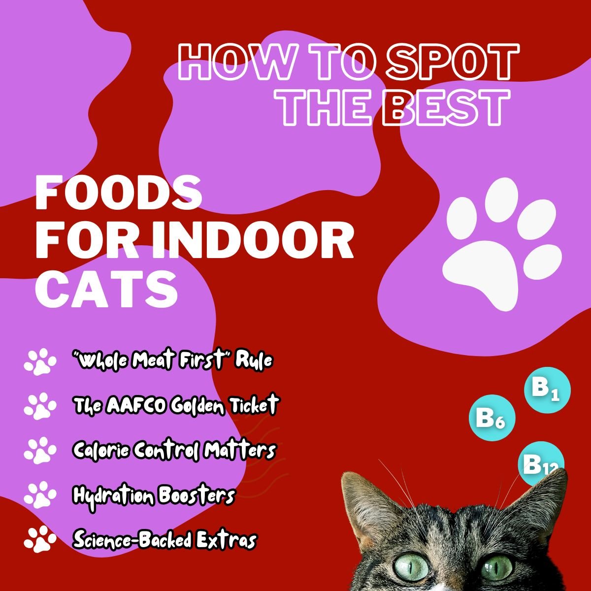 best cat food