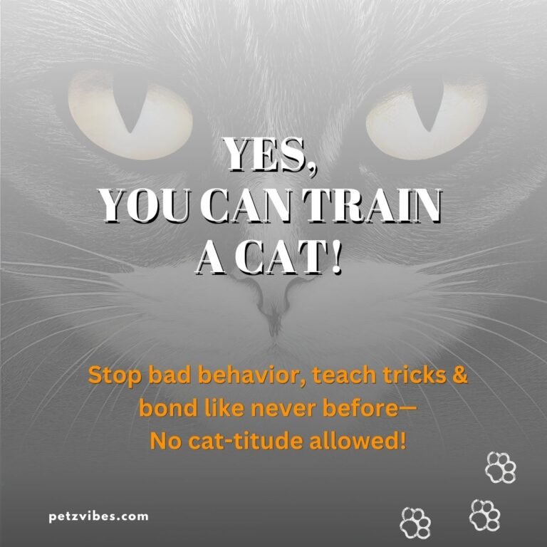 cat training