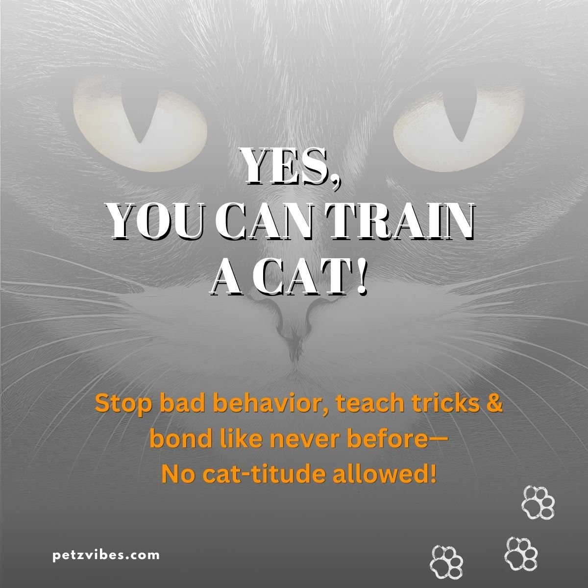 cat training