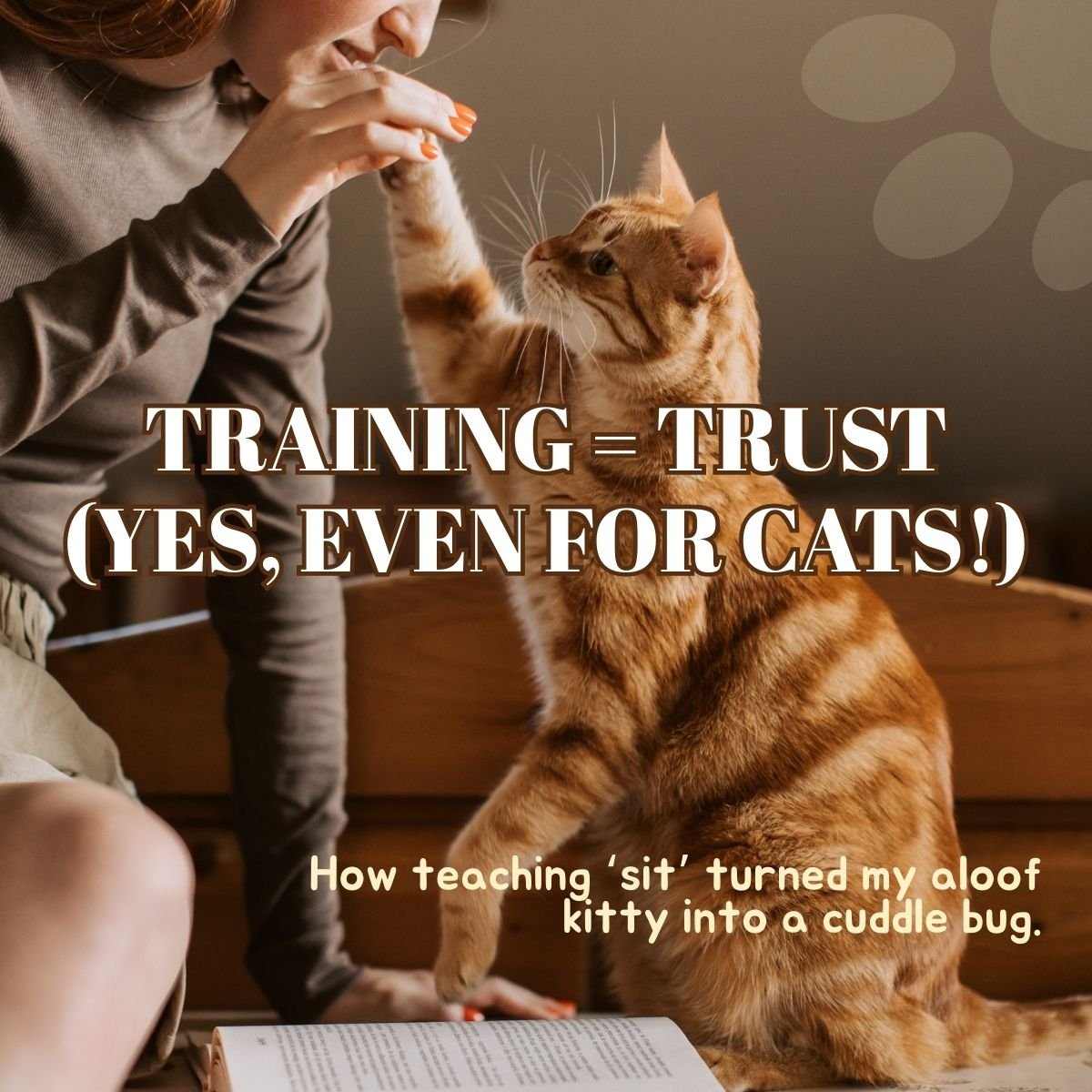 teach cat to sit command