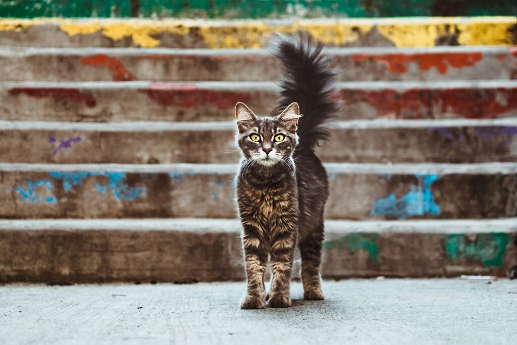 Decoding Cat Behavior: What Your Cat Is Telling You