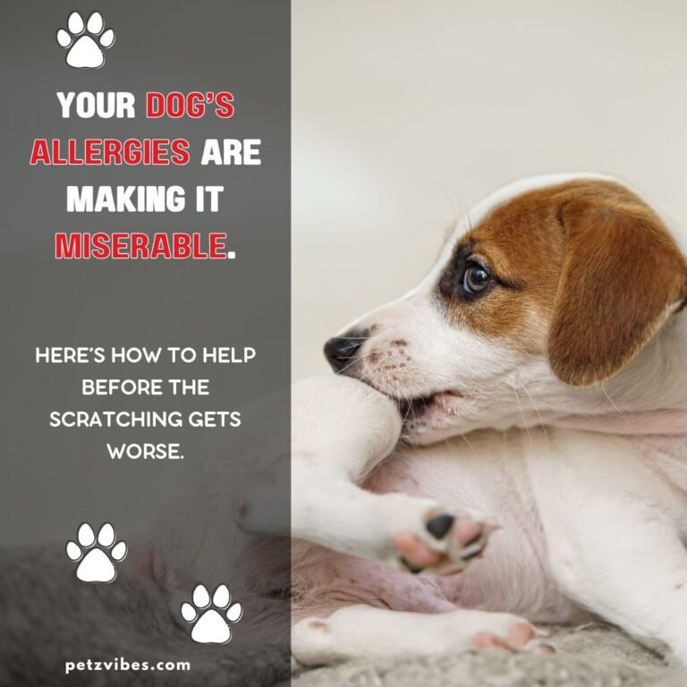 dog allergy relief