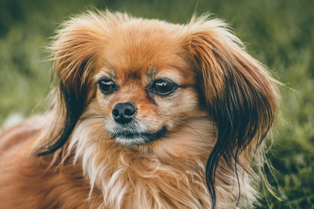 Dog Allergy Relief: Natural Remedies And Vet-Approved Solutions