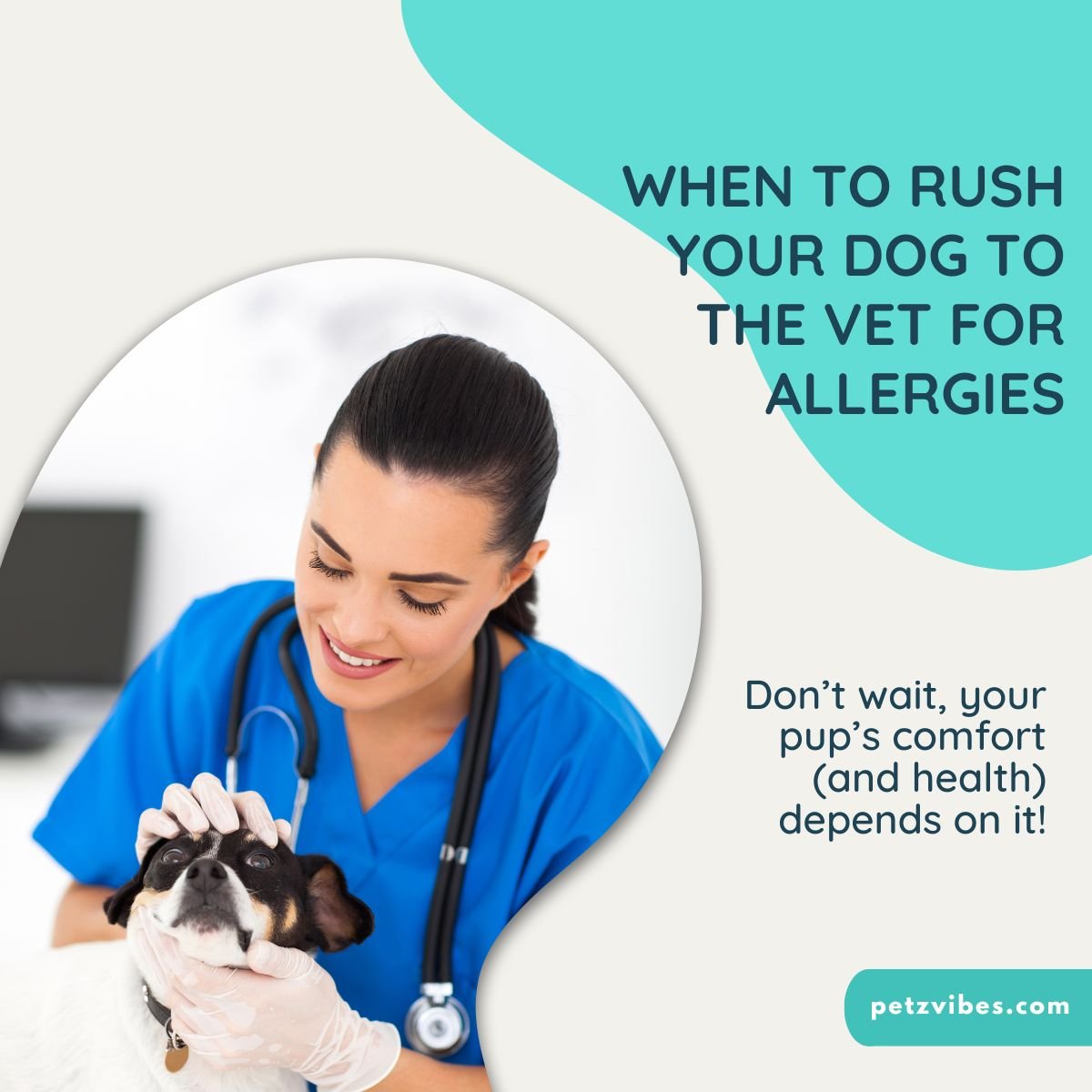 dog allergy