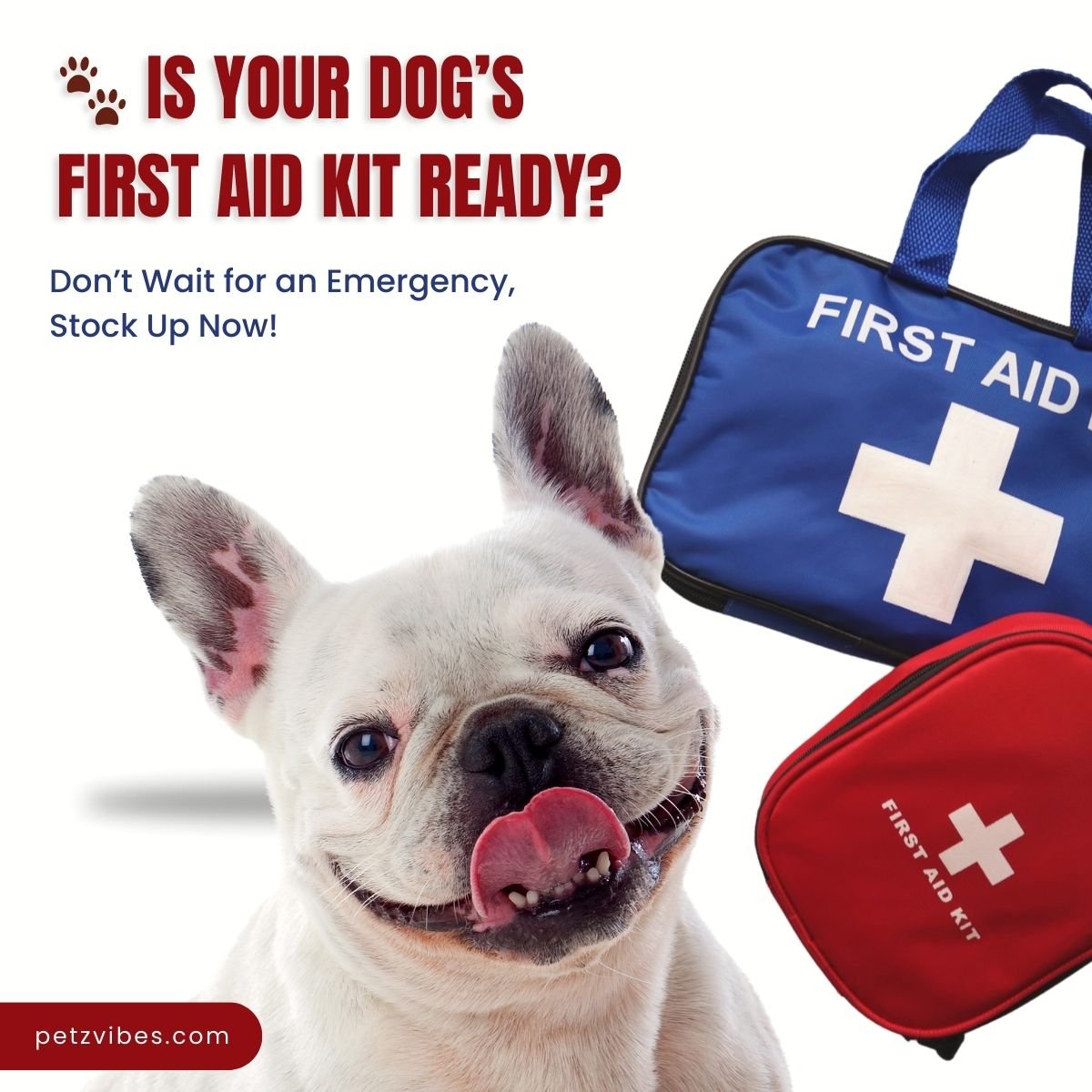 dog first aid kit