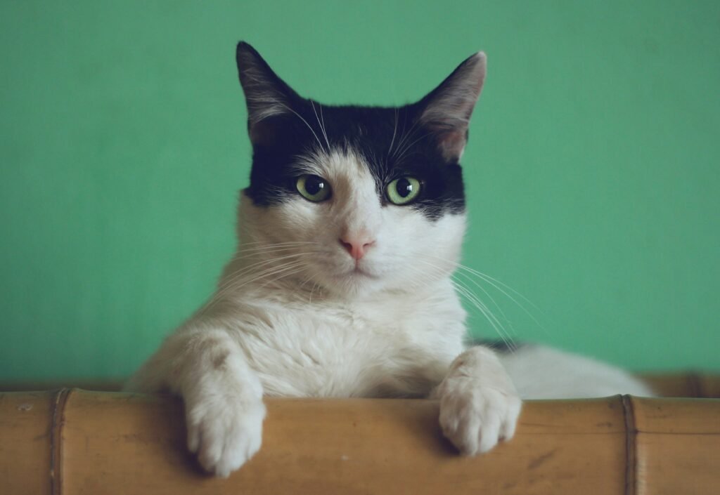 Holistic Approaches To Cat Nutrition