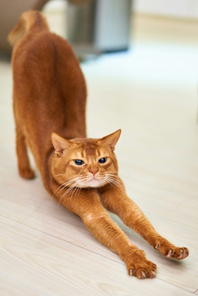 Holistic Approaches To Cat Nutrition