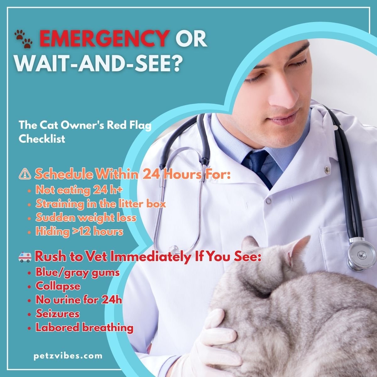 cat health