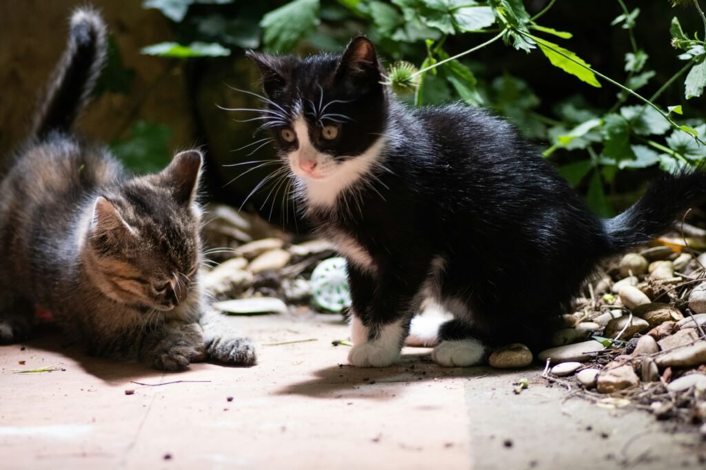 Socializing Your Cat: How And Why