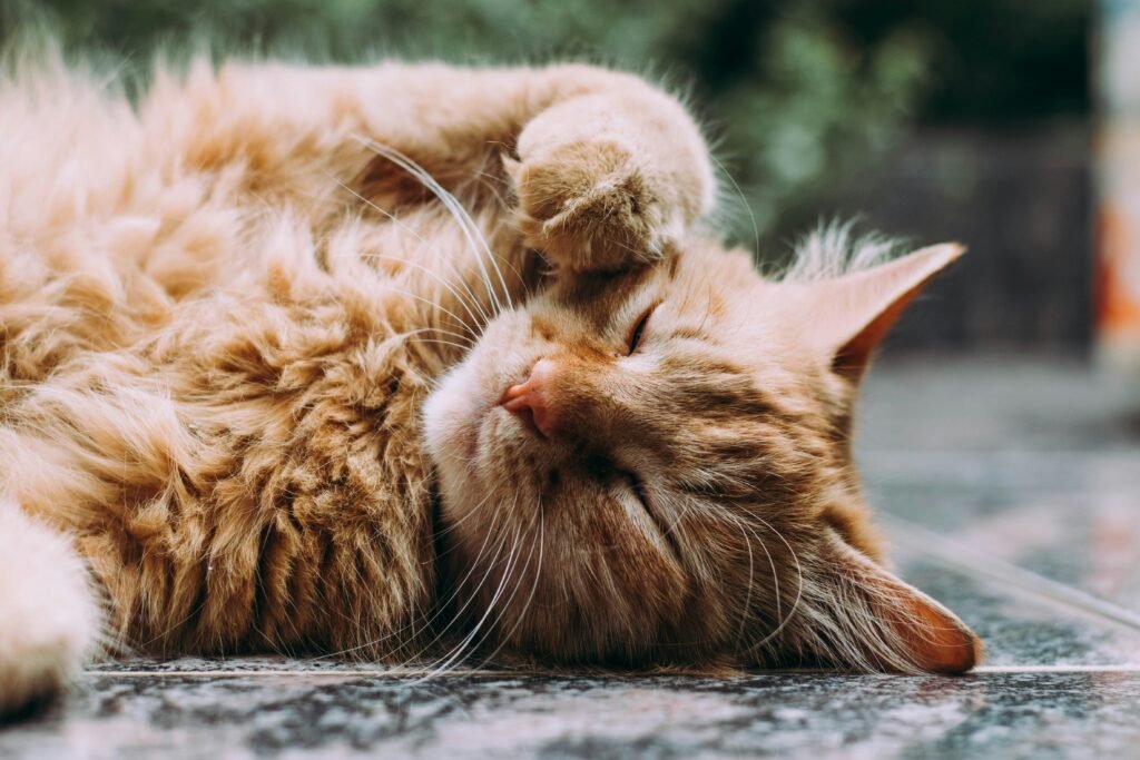 Socializing Your Cat: How And Why