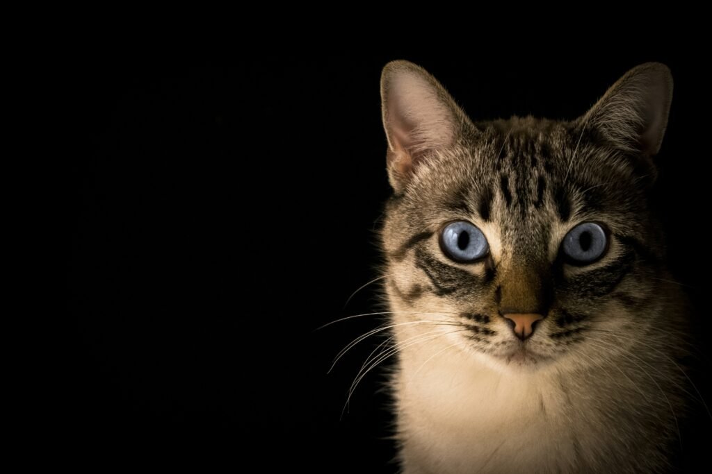Socializing Your Cat: How And Why