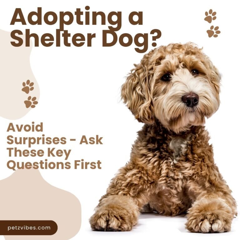 adopting a dog from a shelter
