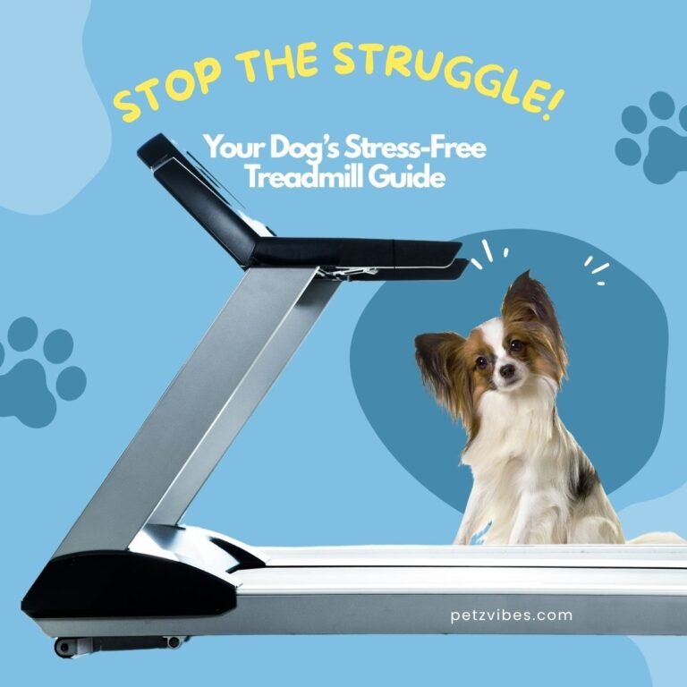 Dog Treadmill Training