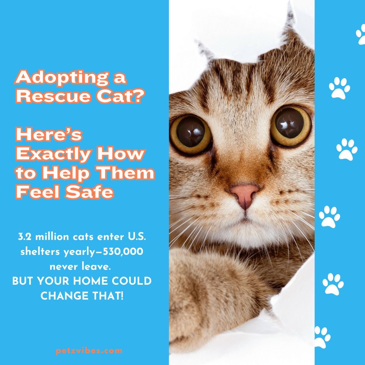 Rescue cat