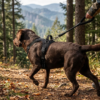 Escape Free Easy Fit Dog Harness in black — rear view showing quick-release buckles and adjustable nylon straps
