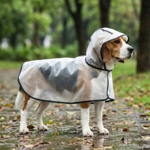 Size 3XL transparent dog raincoat on a tricolor Beagle standing on wet park path, frosted TPU cape with black piping, soft hood, full side view