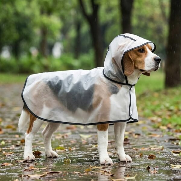 Transparent dog raincoat size 3XL on Beagle — PetzVibes Size 3XL transparent dog raincoat on a tricolor Beagle standing on wet park path, frosted TPU cape with black piping, soft hood, full side view