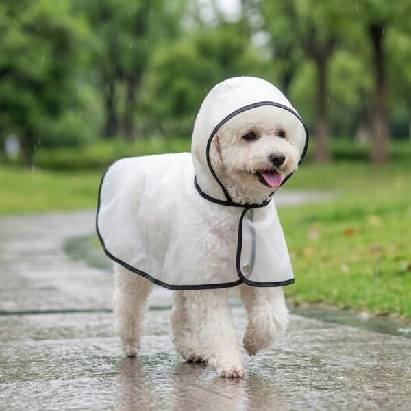 Transparent dog raincoat size L on Toy Poodle — PetzVibes Size L transparent dog raincoat on a white Toy Poodle trotting in the rain, frosted TPU cape, black piping, soft unstructured hood