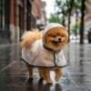 Transparent dog raincoat size M on Pomeranian — PetzVibes Size M transparent dog raincoat on a Pomeranian on leash in the rain, frosted TPU cape with black piping trim, soft hood