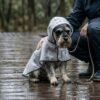 Transparent dog raincoat size XL on Miniature Schnauzer — PetzVibes Size XL transparent dog raincoat on a Miniature Schnauzer on leash on wet boardwalk, frosted TPU cape with black piping, soft hood