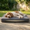 orthopedic dog bed