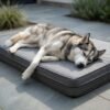 Siberian Husky sleeping on gray orthopedic crate dog bed