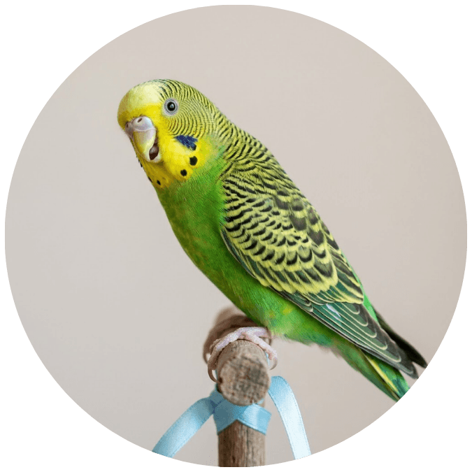 petzvives.com birds category image