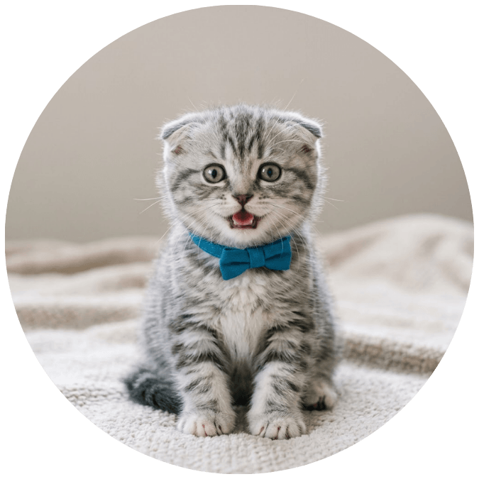 petzvibes.com cute kitten