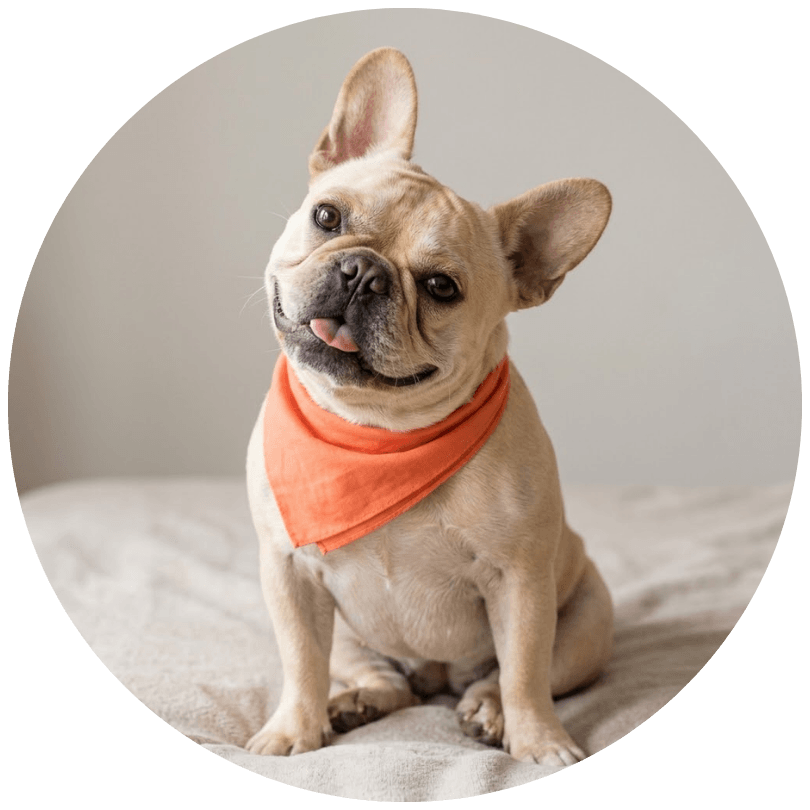 petzvibes cute french bulldog