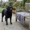 Super-Absorbent-Microfiber-Pet-Bath-Towel large breed dog grey towel Super-Absorbent-Microfiber-Pet-Bath-Towel large breed dog grey towel
