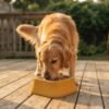 A large adult Golden Retriever is eating from the PetzVibes Anti-Tip Stainless Steel Dog Bowl in Yellow, square shape, placed on a sunlit wooden patio deck petzvibes.com