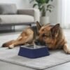 A large German Shepherd is lying down beside the PetzVibes Anti-Tip Stainless Steel Dog Bowl in Dark Blue, square shape, placed on a light grey area rug in a minimalist living room petzvibes.com
