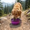 A golden retriever is drinking from the PetzVibes collapsible silicone pet bowl in purple color, fully unfolded, placed on a dirt hiking trail with pine trees and mountains softly visible in the background